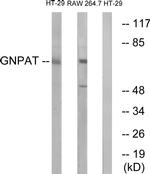 GNPAT Antibody in Western Blot (WB)