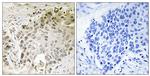 RFX2 Antibody in Immunohistochemistry (Paraffin) (IHC (P))