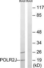 POLR2J Antibody in Western Blot (WB)