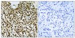 POLR3E Antibody in Immunohistochemistry (Paraffin) (IHC (P))