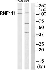 RNF111 Antibody in Western Blot (WB)
