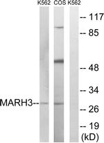 MARCH3 Antibody in Western Blot (WB)
