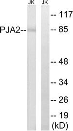 PJA2 Antibody in Western Blot (WB)