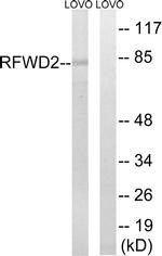 RFWD2 Antibody in Western Blot (WB)
