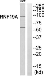 RNF19A Antibody in Western Blot (WB)