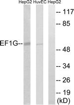 EEF1G Antibody in Western Blot (WB)