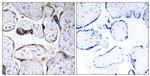 ELOVL3 Antibody in Immunohistochemistry (Paraffin) (IHC (P))