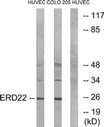 KDELR2 Antibody in Western Blot (WB)