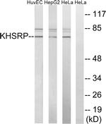 KHSRP Antibody in Western Blot (WB)