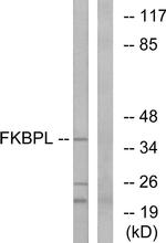 FKBPL Antibody in Western Blot (WB)