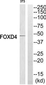 FOXD4 Antibody in Western Blot (WB)