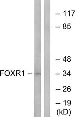 FOXR1 Antibody in Western Blot (WB)