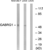 GABRG1 Antibody in Western Blot (WB)