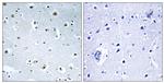 GCP3 Antibody in Immunohistochemistry (Paraffin) (IHC (P))