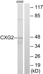 Connexin 47 Antibody in Western Blot (WB)