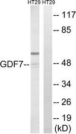 GDF7 Antibody in Western Blot (WB)