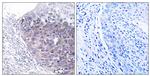 MTG2 Antibody in Immunohistochemistry (Paraffin) (IHC (P))