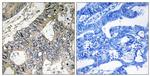 GUF1 Antibody in Immunohistochemistry (Paraffin) (IHC (P))