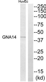GNA14 Antibody in Western Blot (WB)