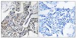 GBP4 Antibody in Immunohistochemistry (Paraffin) (IHC (P))