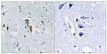 LIPC Antibody in Immunohistochemistry (Paraffin) (IHC (P))