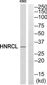 hnRNP CL1 Antibody in Western Blot (WB)