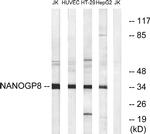 NANOGP8 Antibody in Western Blot (WB)