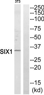 SIX1 Antibody in Western Blot (WB)