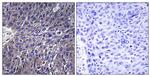 USP50 Antibody in Immunohistochemistry (Paraffin) (IHC (P))