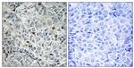 USP53 Antibody in Immunohistochemistry (Paraffin) (IHC (P))
