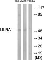 LILRA1 Antibody in Western Blot (WB)