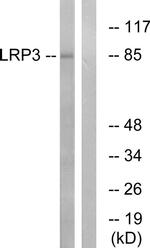 LRP3 Antibody in Western Blot (WB)