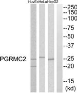 PGRMC2 Antibody in Western Blot (WB)