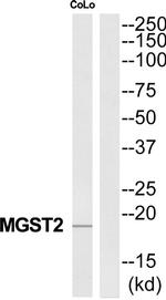 MGST2 Antibody in Western Blot (WB)