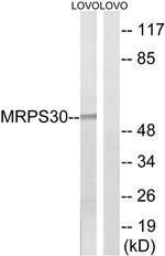 MRPS30 Antibody in Western Blot (WB)