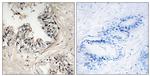MRPS36 Antibody in Immunohistochemistry (Paraffin) (IHC (P))