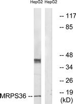 MRPS36 Antibody in Western Blot (WB)