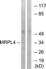 MRPL4 Antibody in Western Blot (WB)