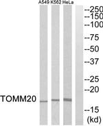 TOMM20 Antibody in Western Blot (WB)