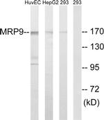 MRP9 Antibody in Western Blot (WB)