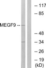 EGFL5 Antibody in Western Blot (WB)
