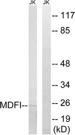 MDFI Antibody in Western Blot (WB)