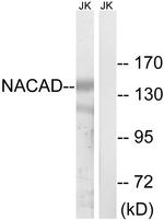 NACAD Antibody in Western Blot (WB)