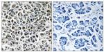 NDUFA3 Antibody in Immunohistochemistry (Paraffin) (IHC (P))