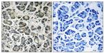 NDUFA8 Antibody in Immunohistochemistry (Paraffin) (IHC (P))
