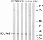 NDUFA8 Antibody in Western Blot (WB)