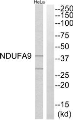 NDUFA9 Antibody in Western Blot (WB)