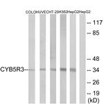 CYB5R3 Antibody in Western Blot (WB)