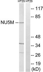 MT-ND5 Antibody in Western Blot (WB)
