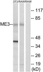 ME3 Antibody in Western Blot (WB)